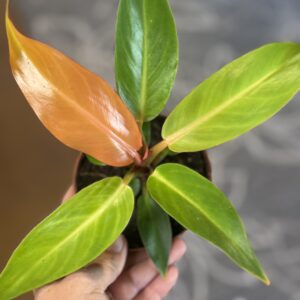 Philodendron Prince of Orange