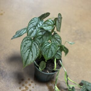 Silver Leaf Philodendron at Metro Turf Garden Center Bremen GA