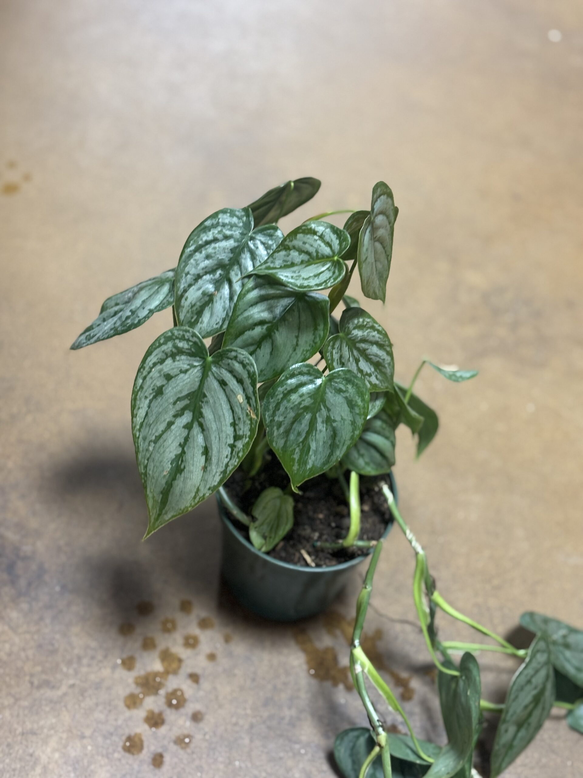 Silver Leaf Philodendron at Metro Turf Garden Center Bremen GA