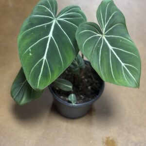 Philodendron Gloriosum at Metro Turf Garden Center Bremen GA
