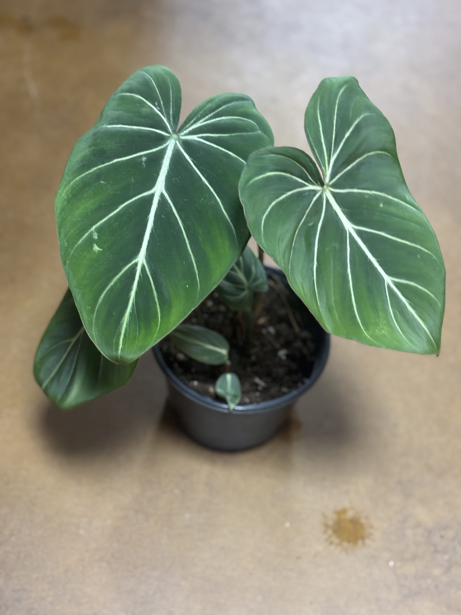 Philodendron Gloriosum at Metro Turf Garden Center Bremen GA