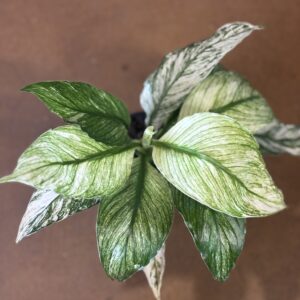 Domino Peace Lily variegated plant at Metro Turf Garden Center Bremen GA
