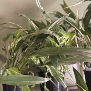 Silver Streak Peace Lily plant at Metro Turf Garden Center Bremen GA