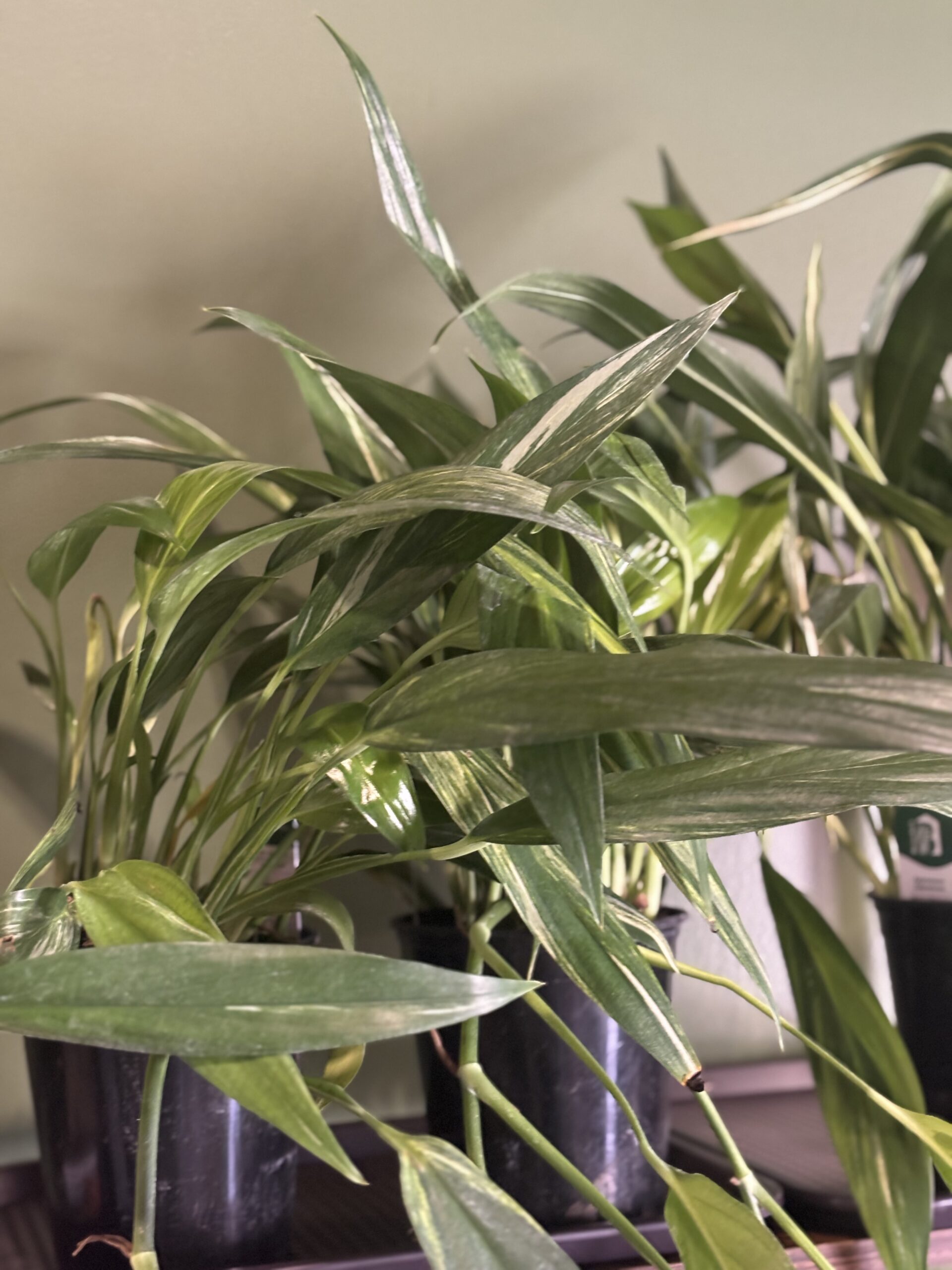 Silver Streak Peace Lily plant at Metro Turf Garden Center Bremen GA