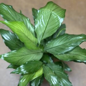 Peace Lily plant at Metro Turf Garden Center Bremen GA