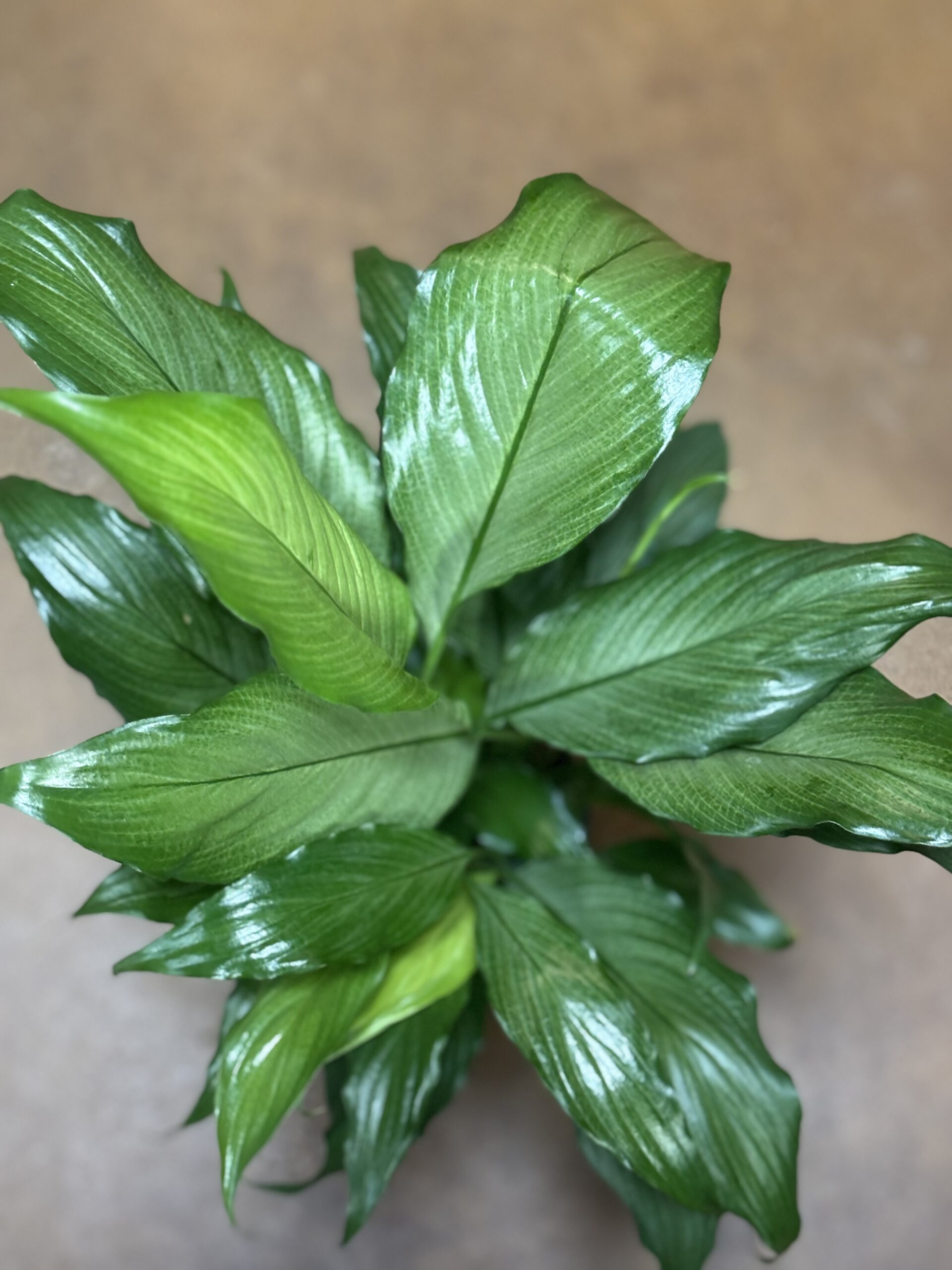 Peace Lily plant at Metro Turf Garden Center Bremen GA