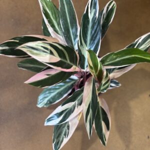 Triostar Stromanthe at Metro Turf Garden Center Bremen GA