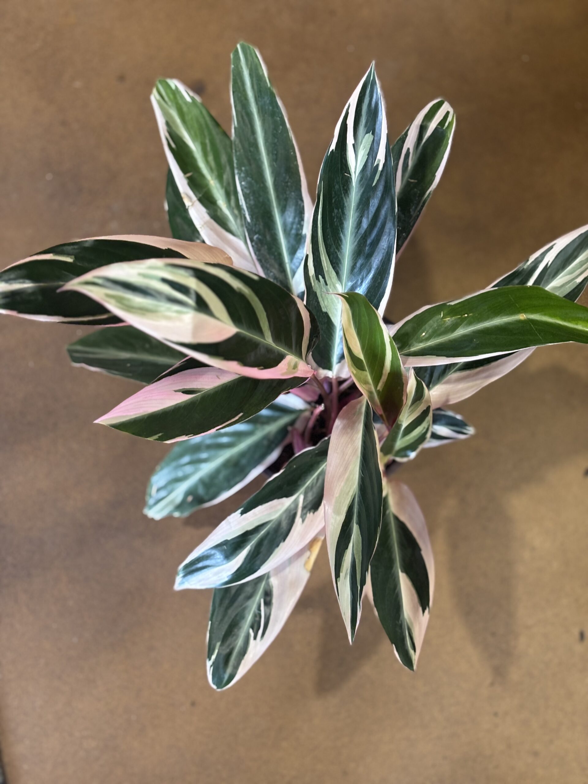Triostar Stromanthe at Metro Turf Garden Center Bremen GA