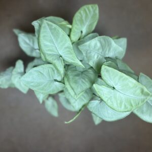 White Butterfly Arrowhead Plant at Metro Turf Garden Center Bremen GA