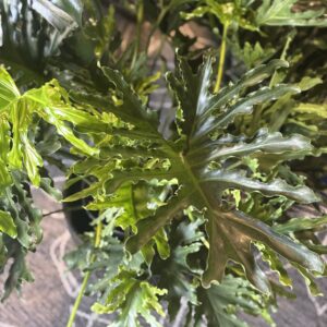 Lady Tree Philodendron plant at Metro Turf Garden Center Bremen GA