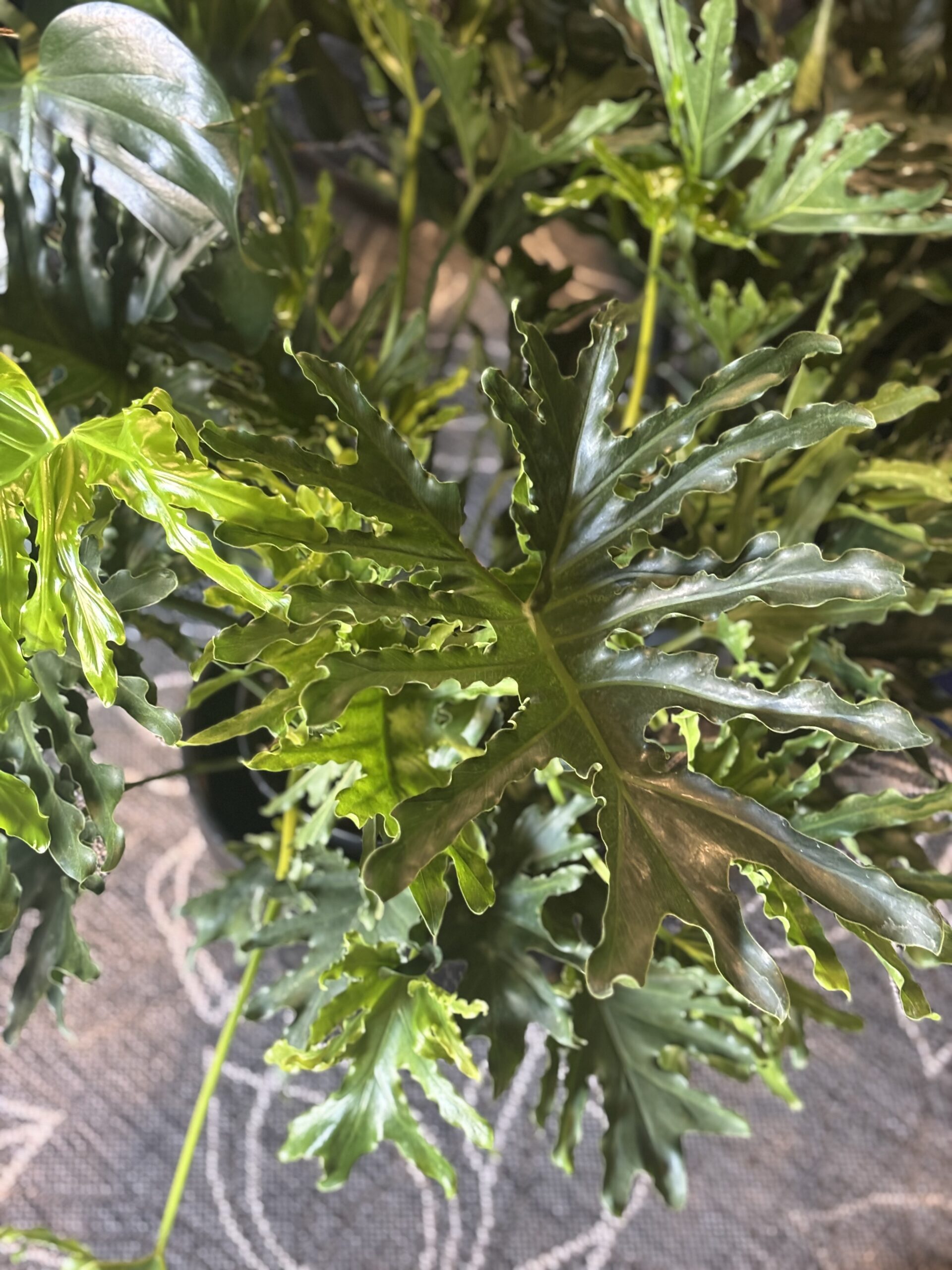 Lady Tree Philodendron plant at Metro Turf Garden Center Bremen GA