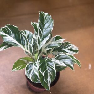 White Fusion Calathea at Metro Turf Garden Center Bremen GA