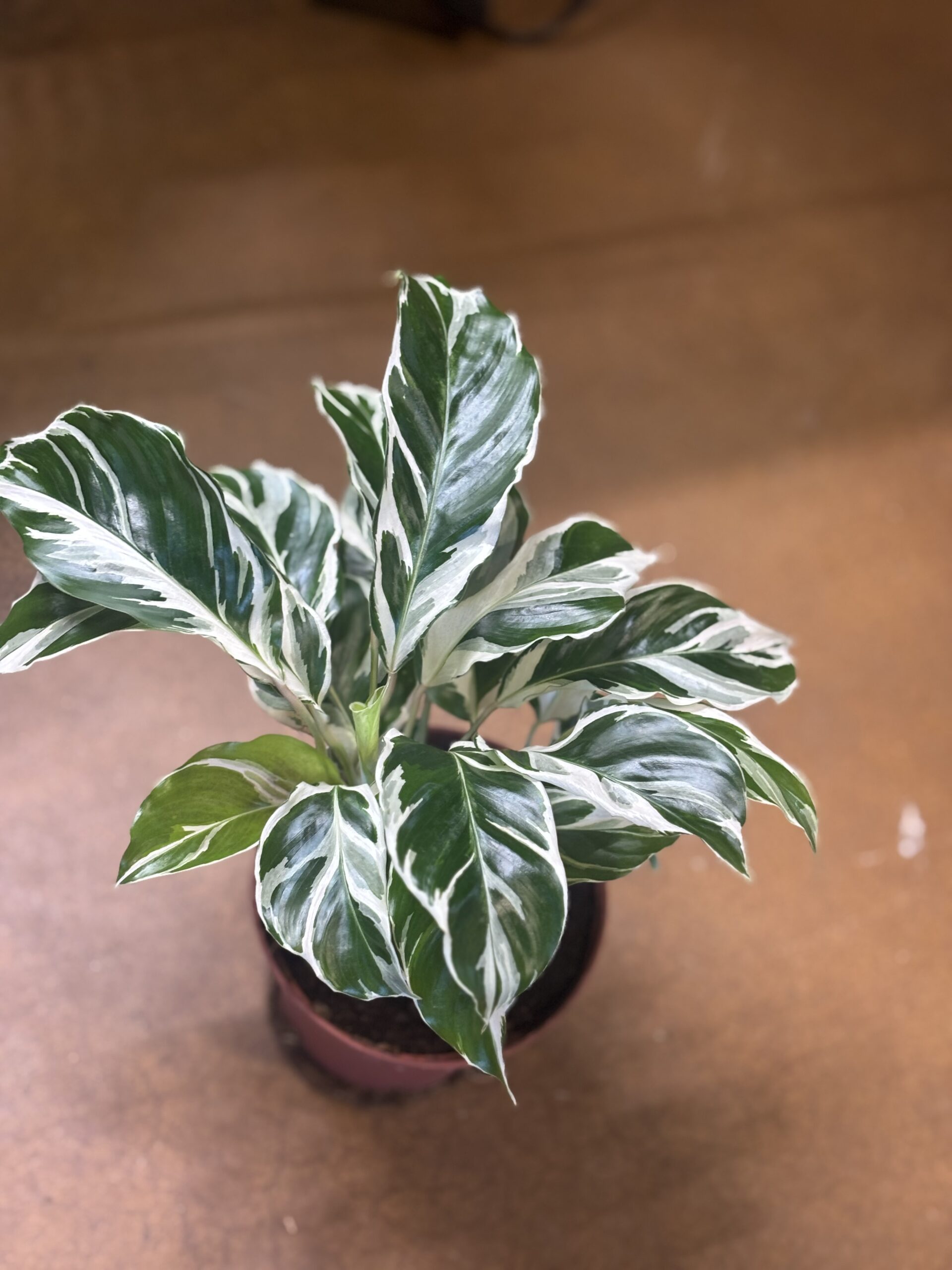 White Fusion Calathea at Metro Turf Garden Center Bremen GA