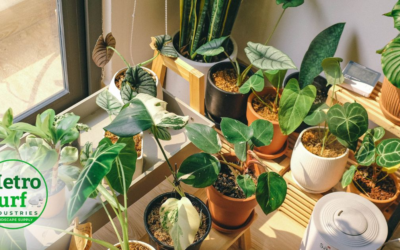 Where to Buy Rare Indoor Plants in Bremen, GA